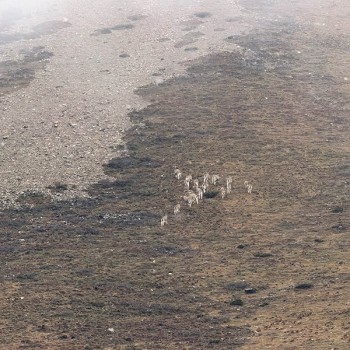 Wild-animal-snowman-trek