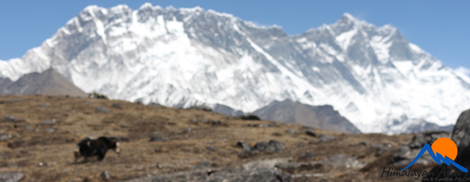 Himalayan-Yak-Nepal