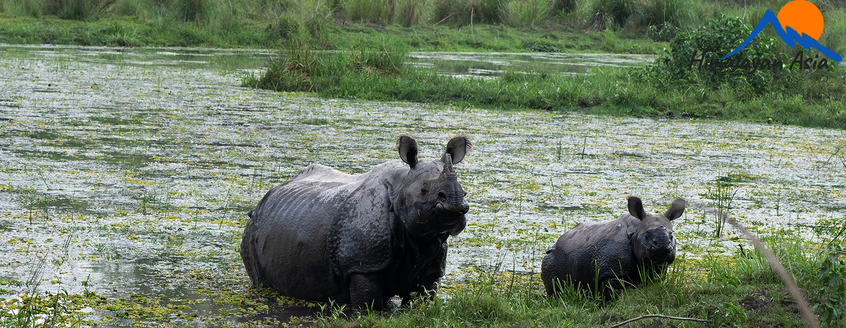 one-horned-Rhino-Chitwan